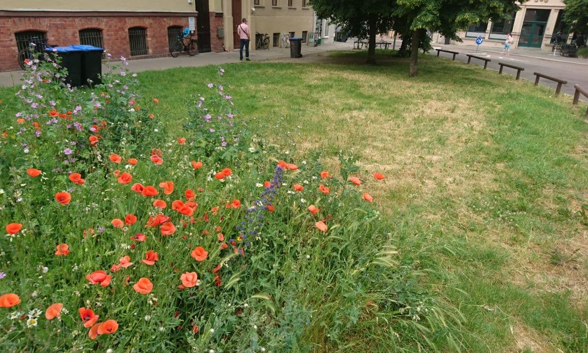 Bunte Flora in Halle